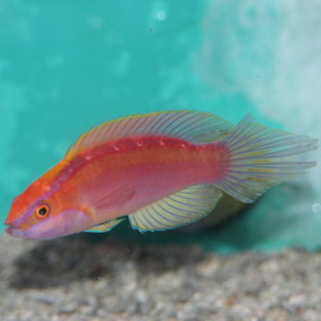Cirrhilabrus Isosceles mâle