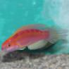 Cirrhilabrus Isosceles mâle