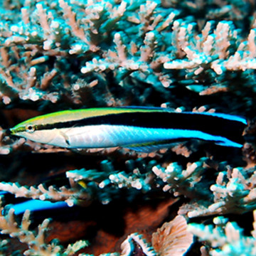 Labroides dimidiatus : 6 à 8 cm