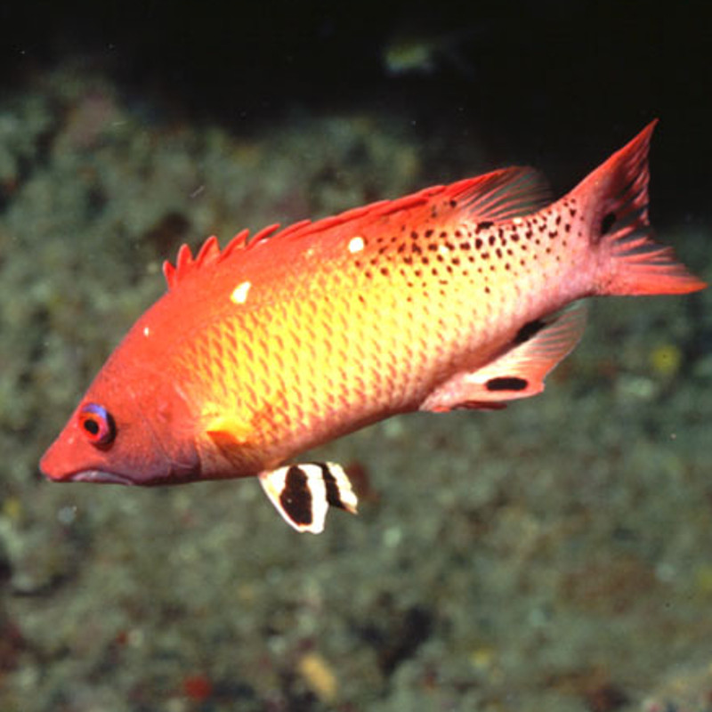 Bodianus Diana: 10-12 cm  