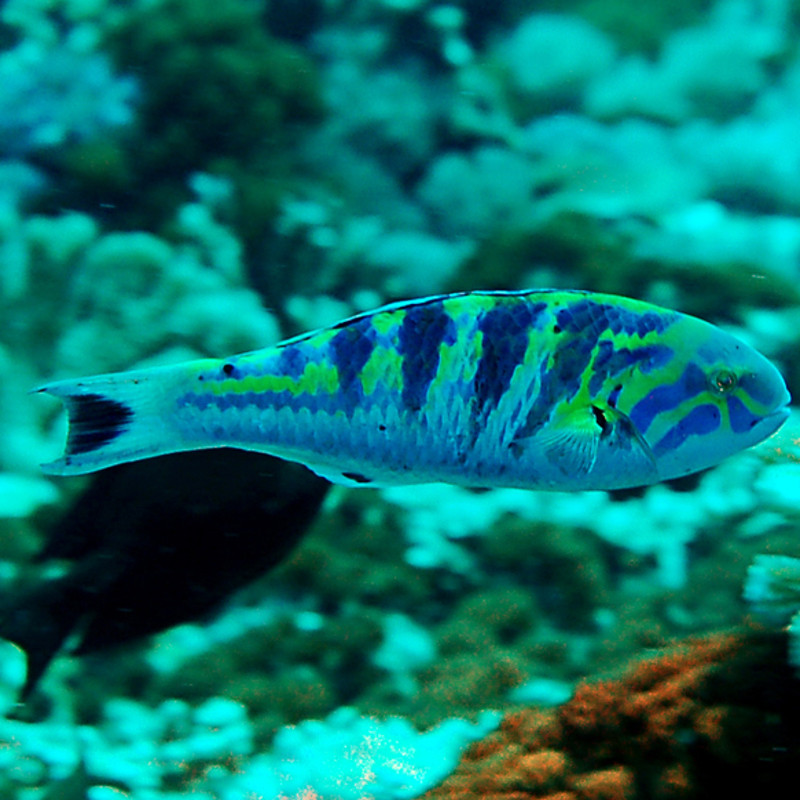 Thalassoma hardwicke 10-12 cm Thalassoma hardwicke 10-12 cm