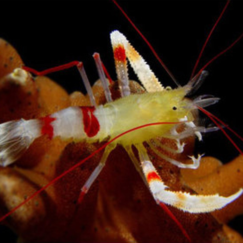 Stenopus zanzibaricus 3-5cm Stenopus zanzibaricus 3-5cm