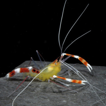 Stenopus cyanocelis