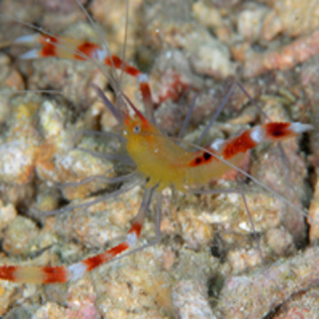 Stenopus cyanocelis