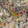 Stenopus cyanocelis