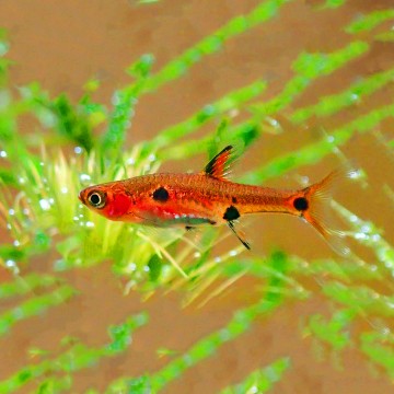 Boraras maculatus - Rasbora dwerg set van 10