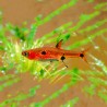 Boraras maculatus - Rasbora dwerg set van 10