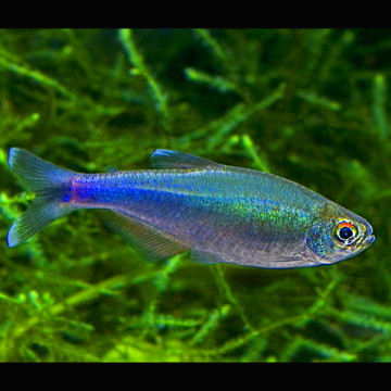 Boehlkea Fredcochui-Tétra bleus de Cochu