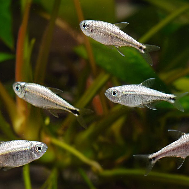 Hyphessobrycon Eos-néons goudkleurig