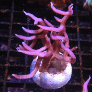 Bouture Seriatopra histrix Rose (4-5 cm) 24,00 € Poissondor