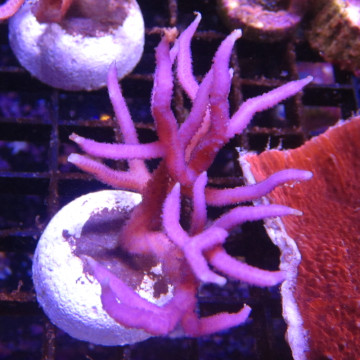 Bouture Seriatopra histrix Rose (4-5 cm) 24,00 € Poissondor