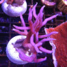 Bouture Seriatopra histrix Rose (4-5 cm) 24,00 € Poissondor