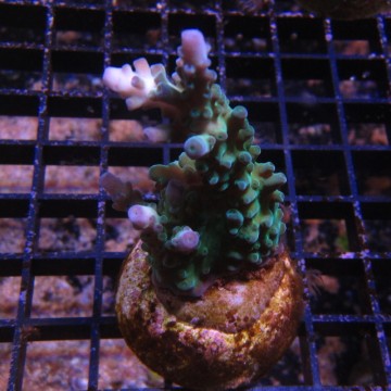 Bouture Acropora tortuosa vert à pointes mauves 