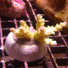 Bouture Acropora tenuis jaune 25,00 € Poissondor