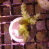 Bouture Acropora tenuis jaune 25,00 € Poissondor