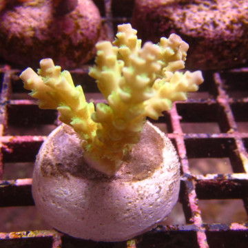 Bouture Acropora tenuis jaune 25,00 € Poissondor