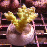 Bouture Acropora tenuis jaune 25,00 € Poissondor