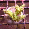 Bouture Acropora tenuis jaune 25,00 € Poissondor
