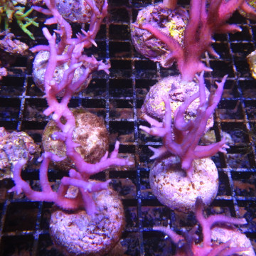 Bouture Seriatopra histrix Rose (4-5 cm) 24,00 € Poissondor