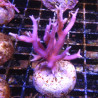 Bouture Seriatopra histrix Rose (4-5 cm) 24,00 € Poissondor