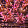 Bouture Seriatopra histrix Rose (4-5 cm) 24,00 € Poissondor