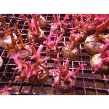 Bouture Seriatopra histrix Rose (4-5 cm) 24,00 € Poissondor