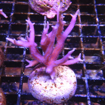 Bouture Seriatopra histrix Rose (4-5 cm) 24,00 € Poissondor