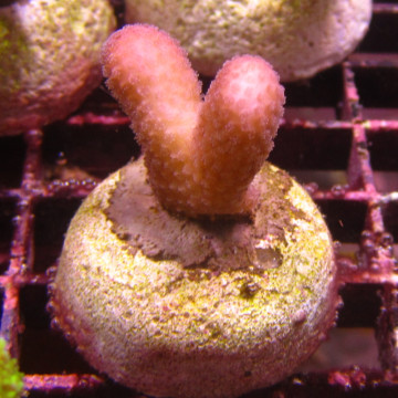 Bouture Stylophora rose 24,00 € Poissondor