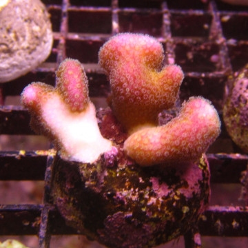 Bouture Stylophora rose indo