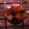 Bouture Stylophora rose indo