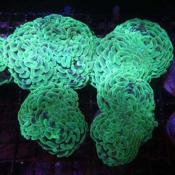 Euphyllia ancora vert fluo  10 cm