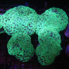 Euphyllia ancora vert fluo  Australie 10-12 cm