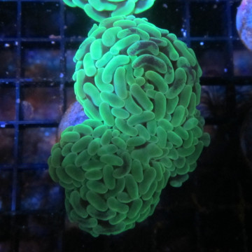 Euphyllia ancora vert fluo  Australie 10-12 cm
