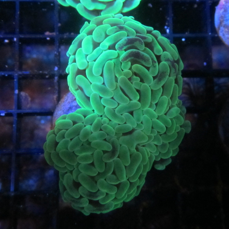 Euphyllia ancora vert fluo  Australie 10-12 cm