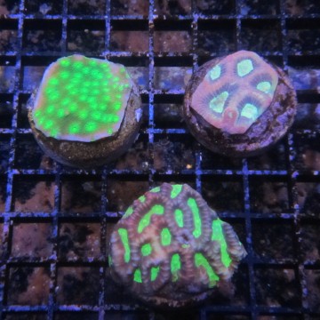 Lot de 3 boutures LPS Favites-Favia