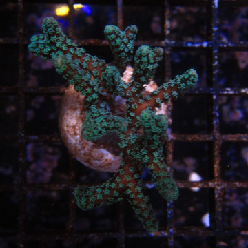 Bouture Seriatopora Calendreum vert 6-8 cm