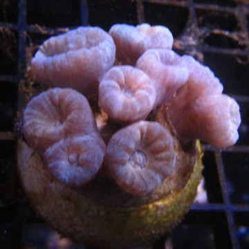 Bouture Caulastreas bleus 