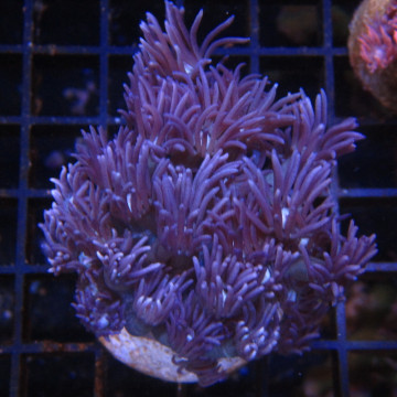 Bouture Goniopora tenuidens purple 28,50 € Poissondor