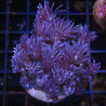 Bouture Goniopora tenuidens purple 28,50 € Poissondor Bouture Goniopora tenuidens purple 28,50 € Poissondor