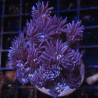 Bouture Goniopora tenuidens purple 28,50 € Poissondor Bouture Goniopora tenuidens purple 28,50 € Poissondor