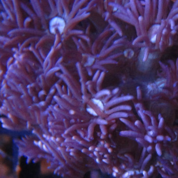 Bouture Goniopora tenuidens purple 28,50 € Poissondor