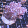 Bouture Goniopora tenuidens purple 28,50 € Poissondor Bouture Goniopora tenuidens purple 28,50 € Poissondor