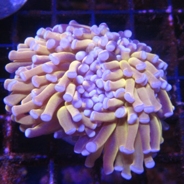 Bouture Euphyllia Glabrescens "Golden Torch" Indonésie "1 polype"