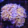 Bouture Euphyllia Glabrescens "Golden Torch" Indonésie "1 polype"
