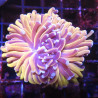 Bouture Euphyllia Glabrescens "Golden Torch" Indonésie "1 polype"