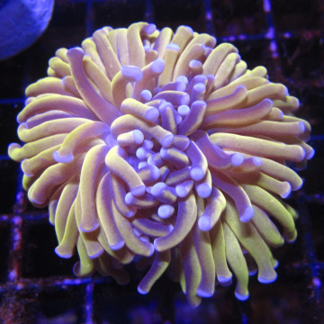 Bouture Euphyllia Glabrescens "Golden Torch" Indonésie "1 polype"