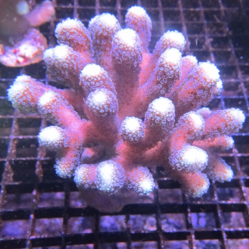 Stylophora pistillata polypes verts  6-9 cm