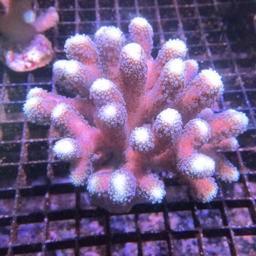 Stylophora pistillata polypes verts  6-9 cm