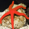 Echinaster luzonicus - étoiles rouges  5-7 cm
