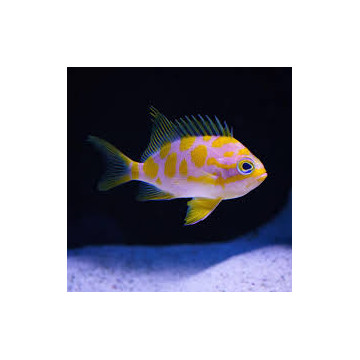 Odanthias barbonuis 3-5 cm